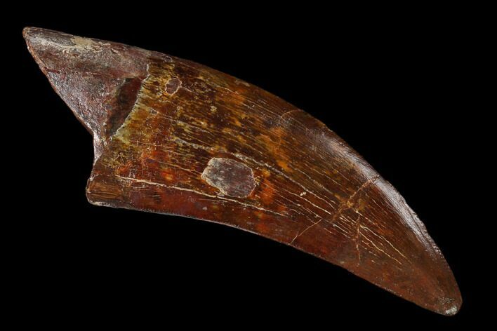 Fossil Carcharodontosaurus Tooth - Real Dinosaur Tooth #159449